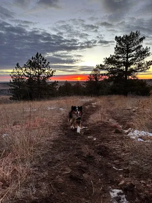 Buzz on a trail run with the sunrise behind him