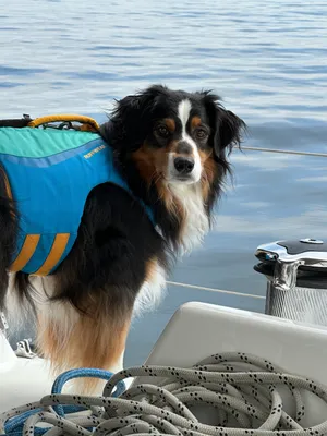 Buzz enjoying a boat ride with a lifejacket on
