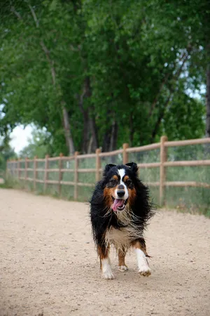 Buzz looking silly running after a long day of swimming at the dog park