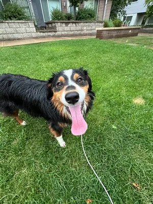 Buzz wet after summer swimming